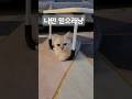 집 지키는 개냥이? #cat #고양이