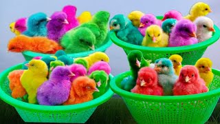 World Cute Chickens, Colorful Chickens, Rainbows Chickens, Cute Ducks, Cat, Rabbits,Cute Animals #1