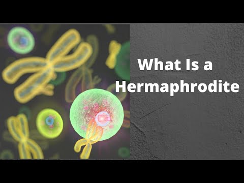 Video: Kāda ir hermafrodītiskā nozīme?