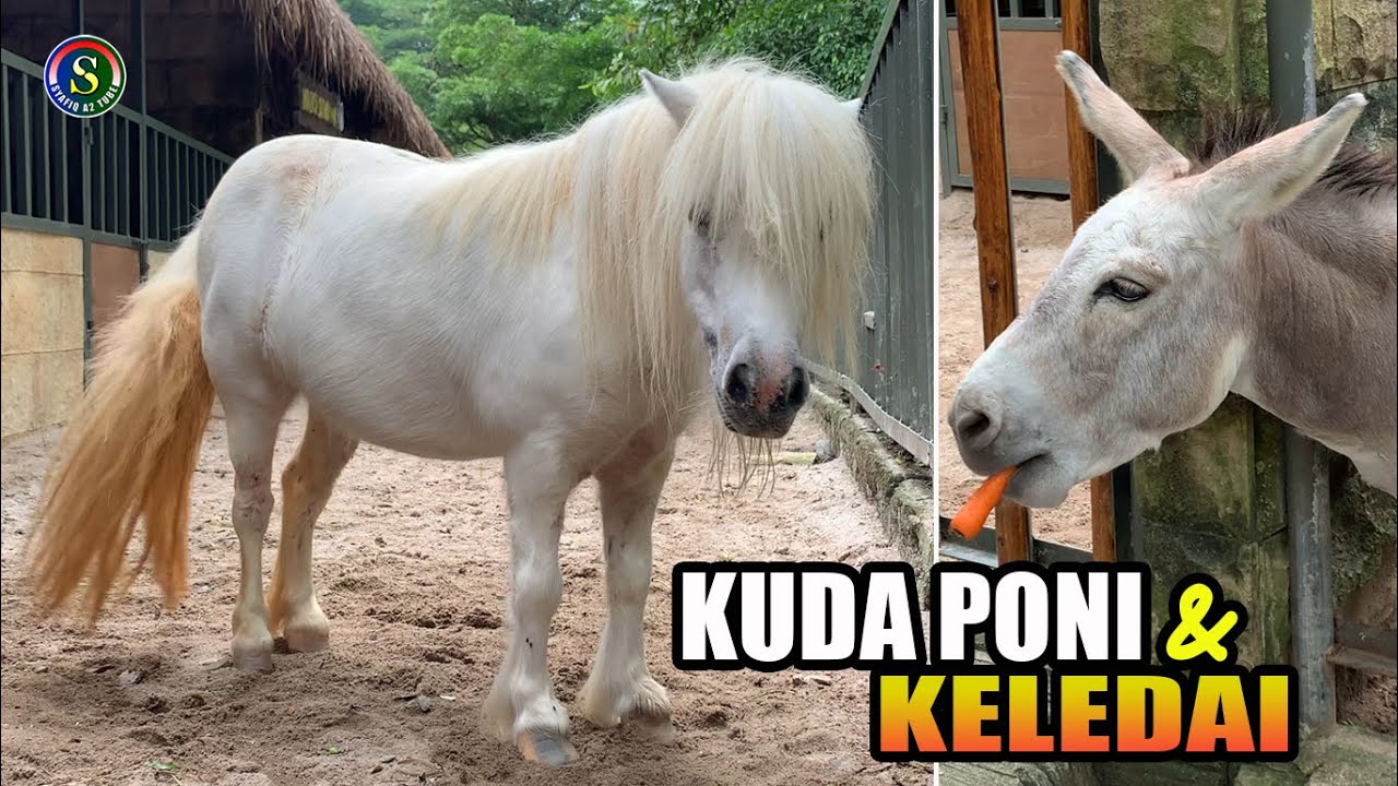 Kuda poni asli