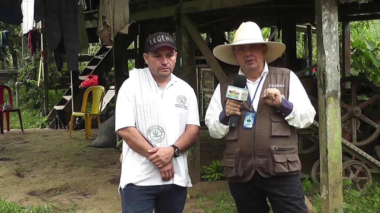 Cultivo del chontaduro