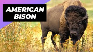 American Bison  One Of The Tallest Animals In The World #shorts