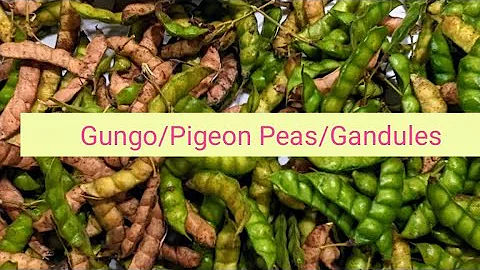 Gungo peas/Pigeon peas/GANDULES - Harvest, easy shelling, storing PLUS starting new plants from seed