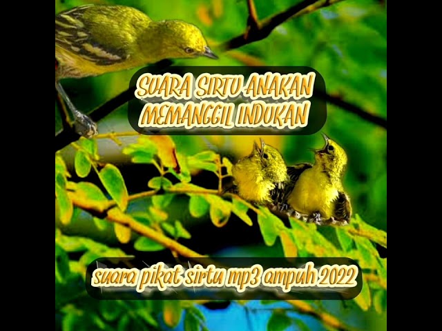 SIRTU ANAKAN MEMANGGIL INDUKAN, suara audio mix burung sirtu paling ampuh 2022!! class=