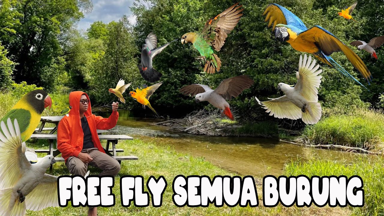SEMANGAT LATIH FREE FLY SEMUA BURUNG DIRUMAH ‼️