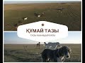 Тазы тестілеу, жүгірту/Охота с тазы (казахская борзая)