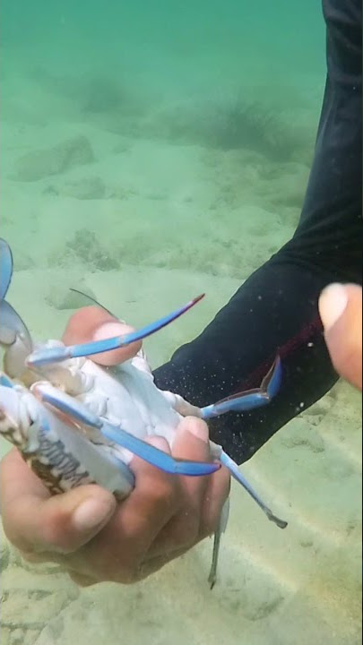 TRIK CARA CARI MATA KEPITING  RAJUNGAN SAAT BERSEMBUNYI DALAM PASIR..‼️ #VideoShorts