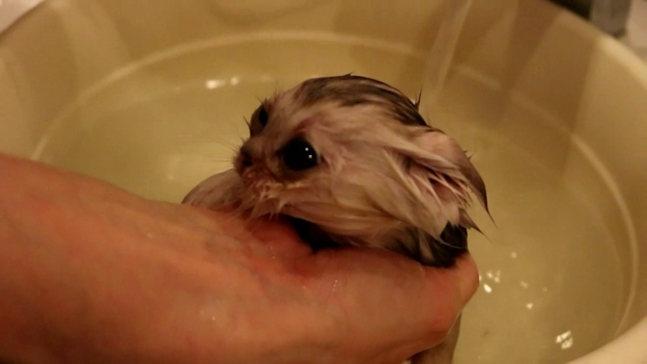 ⁣Уморительное видео. Котенок засыпает в воде.