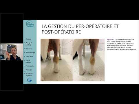 Vidéo: La fabrication d'un chien de thérapie