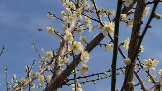 🌸🌺🏵💐🌻 시골고향의 향수국선 복숭아 과원 뚝에 심은 백매화 입니다.🌻🌷🏵🌼💐