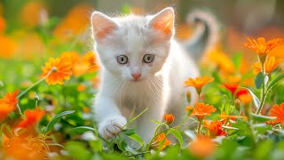 12 Hours MUSIC FOR CATS: Soothing Music for Anxious Cats  Cat Music Helps Deep Relaxation and Sleep