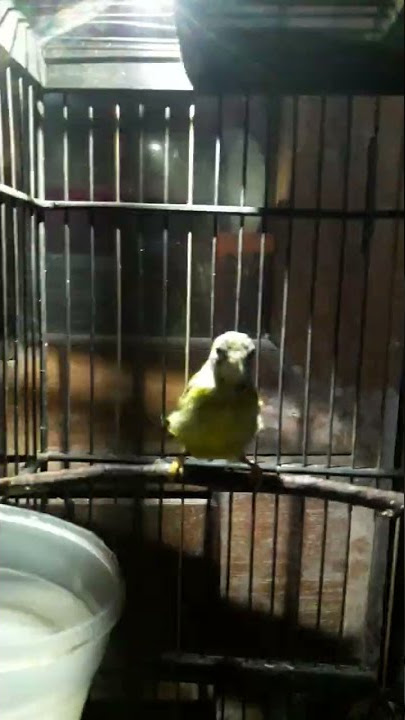 kolibri kelapa sama pleci... yang penting happy...