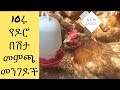 የዶሮ በሽታ መምጫ መንገዶች የበሽታ መንስኤዎችና መፍትሄዎች 