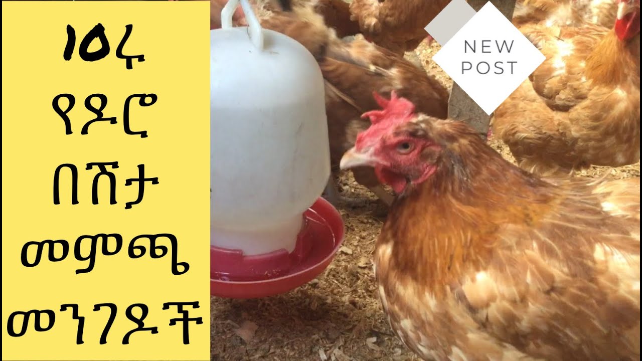 የዶሮ በሽታ መምጫ መንገዶች/ የበሽታ መንስኤዎችና መፍትሄዎች