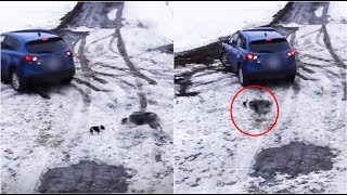 Viral video:border collie dog saving another dog by surprising but true 35,625 views 5 years ago 1 minute, 25 seconds