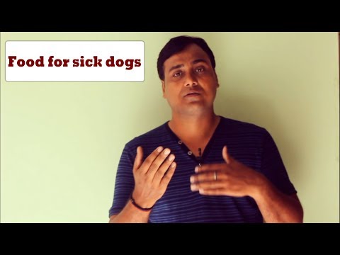 food-for-sick-dogs:-things-to-remember(hindi)