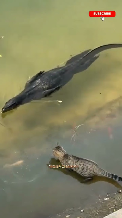 biawak hitam dekati kucing yang lagi berusaha nangkap ikan #shorts #animals #cat #biawak