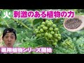 【薬用植物シリーズ #1】 山椒は香辛料だけじゃなく生薬なんです【京都薬用植物園】【武田薬品工業】