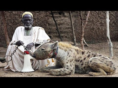 Vídeo: A Capacidade Dos Animais De Estimação De Mascarar A Dor Pode Causar Sofrimento A Longo Prazo