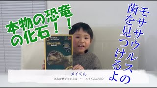 【メイくんLABO | 恐竜の化石を見つけろ！ National Geographic Dino Fossil Dig Kit!】