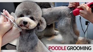 몸매좋은 실버푸들 9mm 스포팅｜푸들 테디베어컷｜dog hairstyle ｜Poodle spotting cut