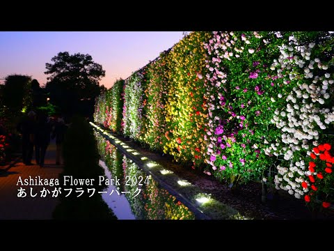 Auch für Rosen ist der Ashikaga Flower Park atemberaubend! (vom Tag bis zur Beleuchtung)