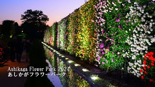 Цветочный парк Асикага также поражает розами! (от дневного времени до освещения)