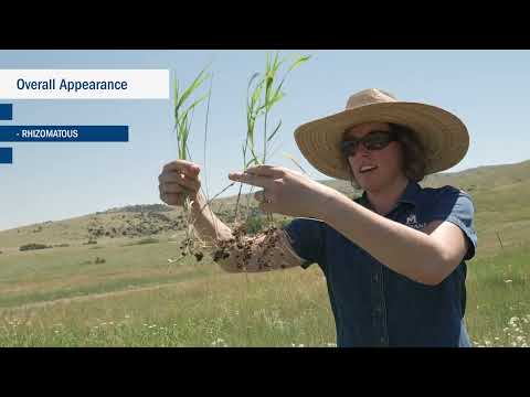 Video: Bluebunch Wheatgrass Facts: Informationen zum Anbau von Bluebunch Wheatgrass