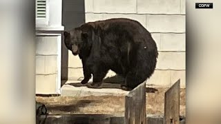 'Hank the Tank': Large black bear linked to at least 20 South Lake Tahoe breakins captured