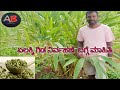 ಏಲಕ್ಕಿ ಗಿಡ| ಕೈತೋಟ|Cardamom plant |