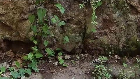 سورة يونس مكررة، تلاوة هيثم الدخين.