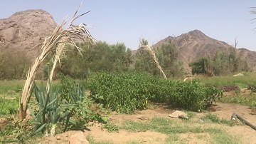 دحيم الحماد ١٤٤١هـ آية من سورة هود