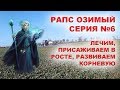 РАПС ОЗИМЫЙ | ЛЕЧИМ, САДИМ В РОСТЕ, СНИМАЕМ ПОРЧУ ))