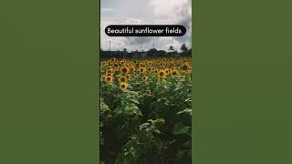 https://maps.app.goo.gl/8XBHmcrJ1iDBFJ6P7?g_st=aw sunflower fields Gundlupet