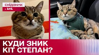 Кіт Степан зник! Що сталося з чотирилапим блогером-мільйонником?