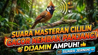 SUARA MASTERAN CILILIN GACOR NEMBAK PANJANG ‼️cocok untuk burung kesayangan anda pasti AMPUH ‼️