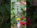A small method to help bougainvillea with floating branches sprout more#Flowers and gr
