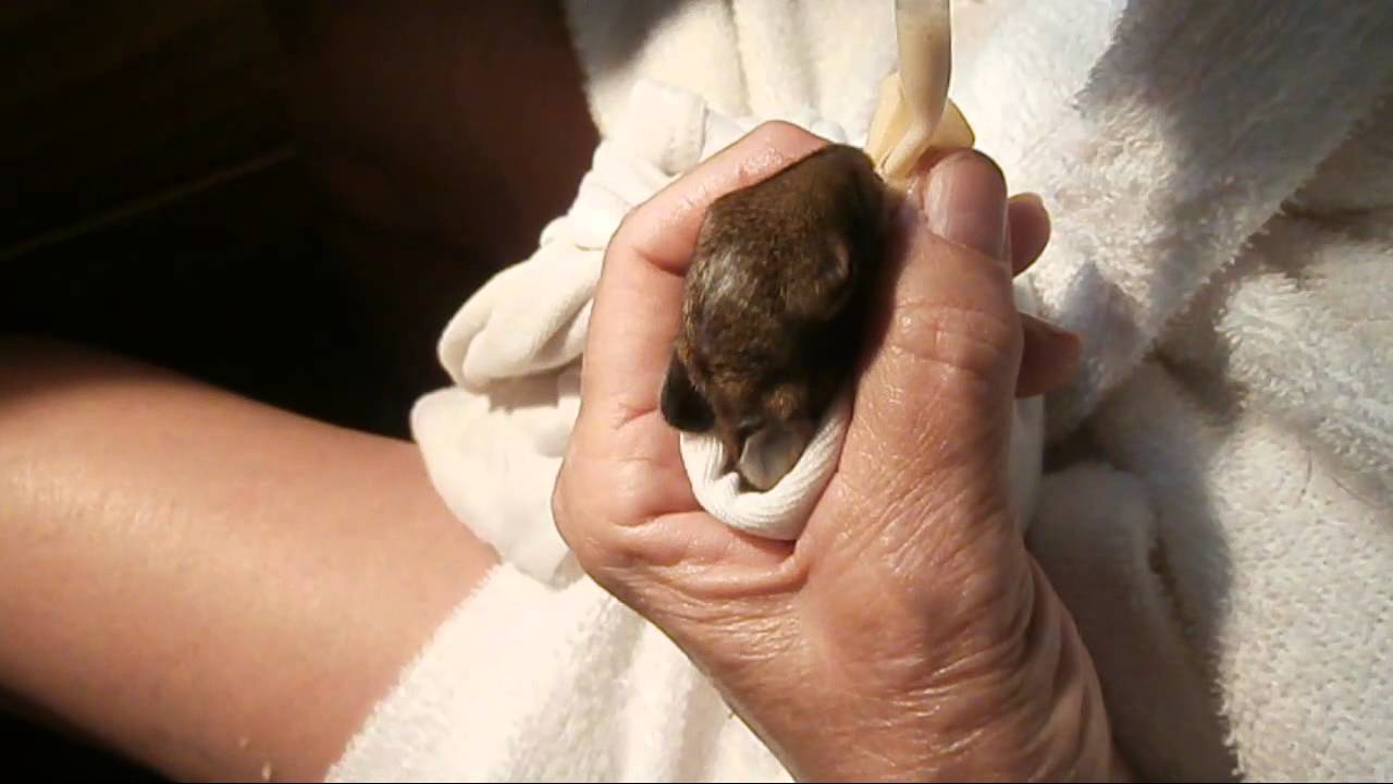 Feeding a wild baby bunny rabbit. YouTube