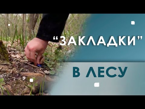 «Закладки» в лесу