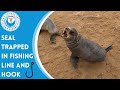 Seal Trapped In Fishing Line and Hook
