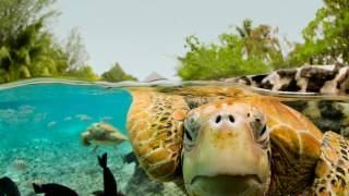Зеленая морская черепаха (факты для детей)
