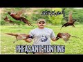 Pheasant hunting in pakistan with mansoor kiani and saeed butt jahangir hunting club