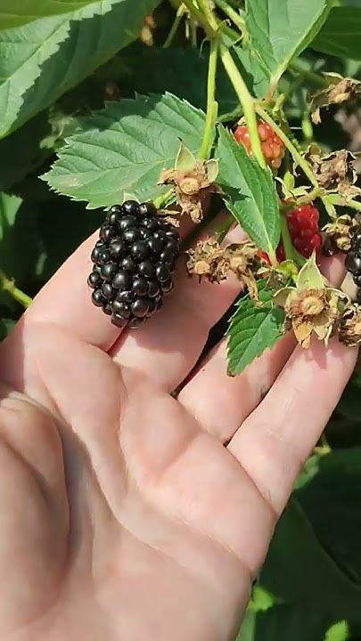 Ежевика Небеса могут подождать. Краснодарский край🌻🌻🌻 - YouTube