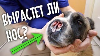 У собаки растет новый нос. Спасли глухого спаниеля. У собаки растет новый нос. Спасли глухого спаниеля.