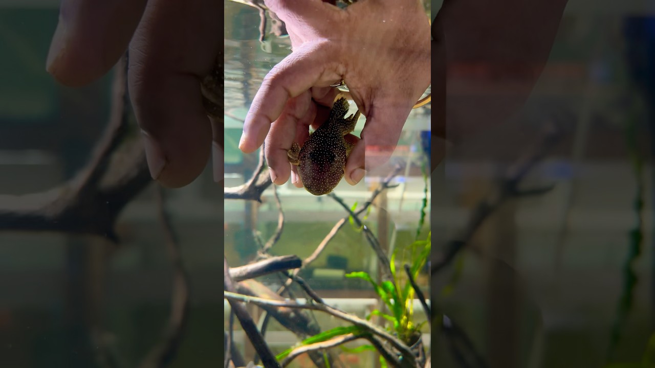 Pleco fish for aquarium 