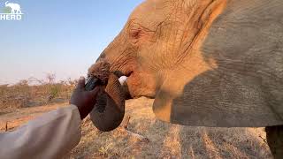 Cute Close Ups with Albino Elephant, Khanyisa & Walks With the Herd!