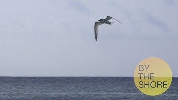 Carrington- Module 3 Activity- Working with Still Images VIC 3001