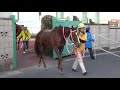 【パカパカ動画】【浦和競馬場】【Horse footsteps】やっぱり大好き パカパカ動画 競走馬と誘導馬パカパカのリズム 浦和競馬【未公開プラスループでロングバージョン】