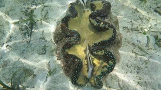 Гигантские моллюски и рыба-кусака. Снорклинг на Филиппинах