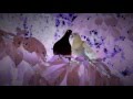 Video thumbnail for Merzbow - Hatobana Teaser (Rustblade)